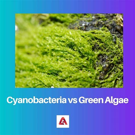 in what ways are some cyanobacteria similar to plants